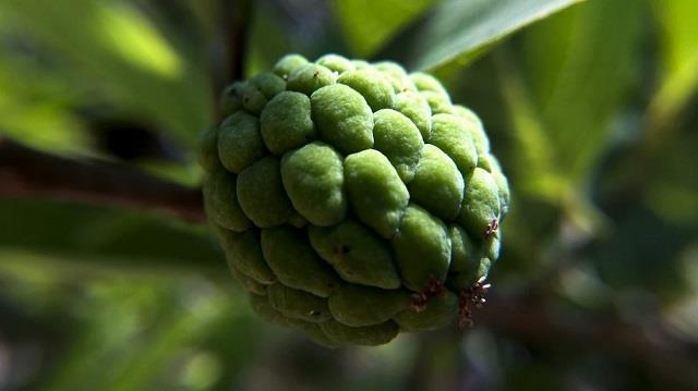 Custard Apple खाने से होते हैं ये 10 चौंकाने वाले फायदे, जानकर रह जाएंगे आप हैरान!