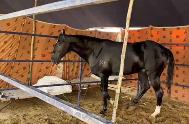 285 बच्चों का पिता, 15 करोड़ का घोड़ा और 23 करोड़ का भैंसा....  दुनिया का सबसे मशहूर मेला इस बार है बेहद खास