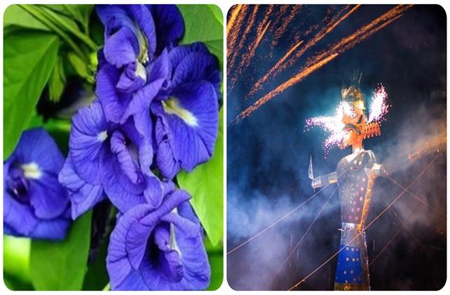 दशहरे पर कर लो फूल का ये छोटा सा  उपाय,  घर से कभी नहीं जाएगी लक्ष्मी!