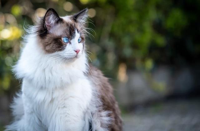 नसबंदी के दौरान इस जानवर की हुई मौत: कोर्ट ने डॉक्टर को ठहराया दोषी, कहा देना होगा मुआवजा