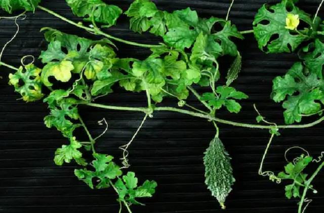 Liver के लिए सबसे बेस्ट है ये कड़वी सब्जी की पत्तियां, पूरी तरह हो जाएगा Detox