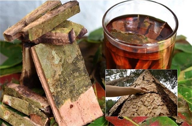 कोलेस्ट्रॉल का काल है ये यह सस्ती सी चीज, हार्ट अटैक से करेगा बचाव!