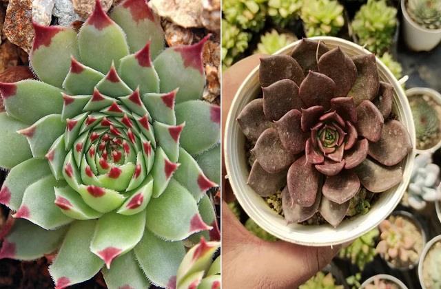 घर के वास्तु दोष को दूर करता है ये पौधा! खत्म करता है नकारात्मकता