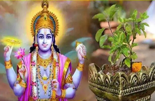 देवउठनी एकादशी के दिन बिल्कुल ना भूलें तुलसी पर यह धागा बांधना, दिन-रात होगी तरक्की