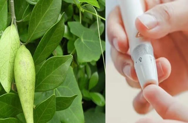 शुगर रोगियों के लिए वरदान है ये पाउडर, सिर्फ आधा चम्मच ही दिखा देगा कमाल