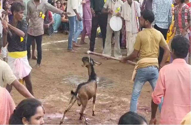 500 साल पुरानी परंपरा: बैगा ने एक-एक कर 40 बकरों की दी बलि, पीया खून