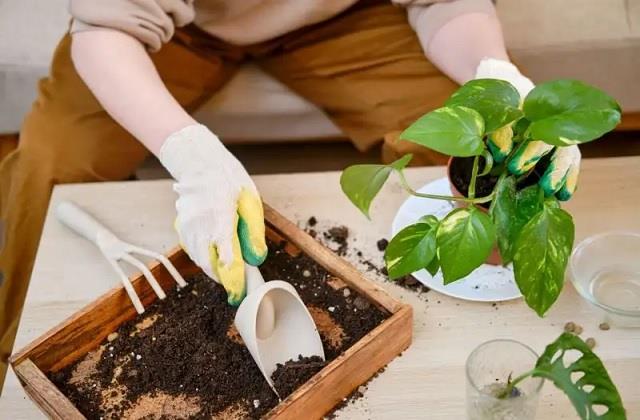 घर में सुख-समृद्धि लाना चाहते हैं तो मनी प्लांट की मिट्टी में डालें रसोई की ये 2 चीजें