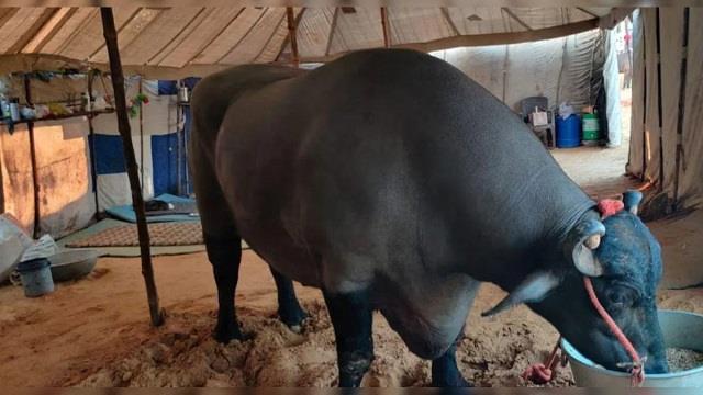 पुष्कर पशु मेले में 21 करोड़ के भैंसे की ‘मौत’ की खबर निकली फर्जी, पशुपालन विभाग ने किया खुलासा