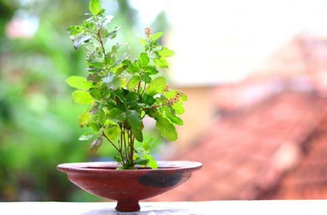 Vastu Tips: तुलसी के ये छोटे से उपाय बना देंगे आपको धनवान