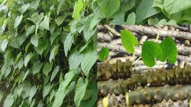 तितली जैसी पत्तियों में छुपा है नेचुरल इलाज: थायराइड और हार्मोनल प्रॉब्लम का असरदार हल