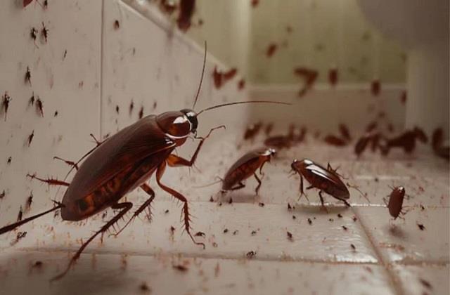 बार-बार भगाने के बाद भी क्यों खत्म नहीं होते कॉकरोच? जानिए पूरी सच्चाई और असरदार उपाय