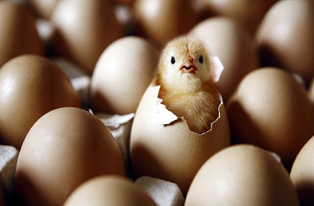पहले अंडा आया या मुर्गी? वैज्ञानिकों ने सुलझाई बरसों पुरानी पहेली