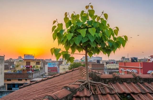 घर की छत या दीवार पर उगा पीपल क्या देता है अशुभ संकेत, हटाने से पहले जान लें नियम