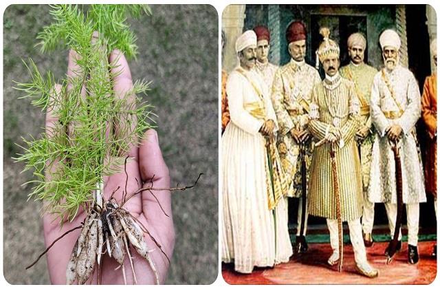 100 रोगों का दुश्मन है ये एक पौधा, ताकत के लिए राजा-महाराज भी करते थे इसका इस्तेमाल !