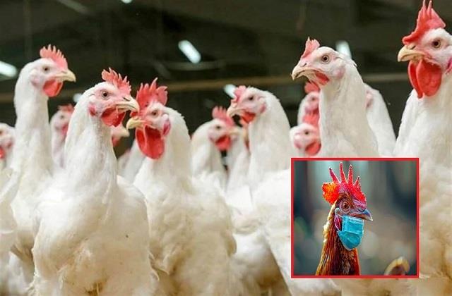 Bird Flu को लेकर अलर्ट, 20 मई तक बंद किए गए चिड़ियाघर और इटावा लायन सफारी