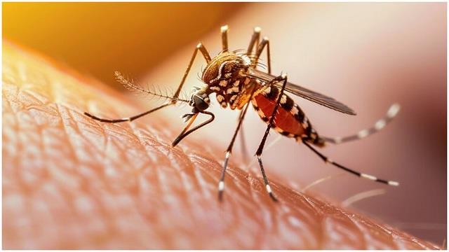 National Dengue Day 2025: क्यों मनाया जाता है राष्ट्रीय डेंगू दिवस? जाने इससे बचने के प्रभावी उपाय