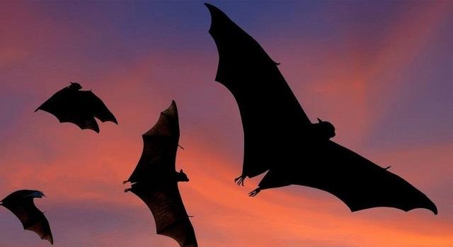 चमगादड़ से सीखें ये 5 जरूरी बातें जो बना सकती हैं आपकी ज़िंदगी आसान