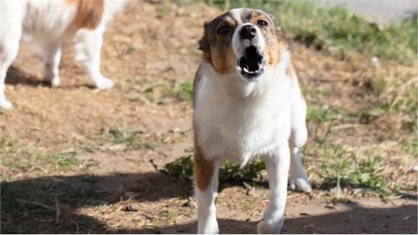 कुछ लोगों पर ही क्यों भौंकते हैं कुत्ते? वजह जानकर आप भी रह जाएंगे हैरान!