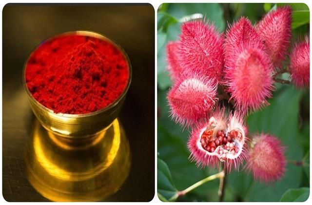 महिलाओं की मांग में सजने वाले सिंदूर का भी होता है पौधा, यहां जानें कहां मिलता है ये