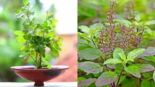अगर आप भी घर में तुलसी का पौधा लगाने की सोच रहे हैं, तो पहले ये बातें जरूर जान लें