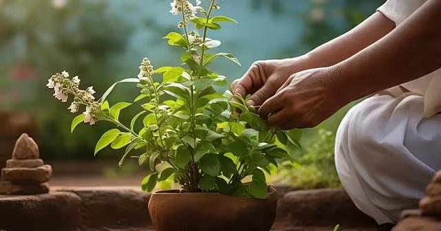 ध्यान रखें! इन 5 दिनों में तुलसी का पत्ता तोड़ना बना सकता है आपको पाप का भागीदार
