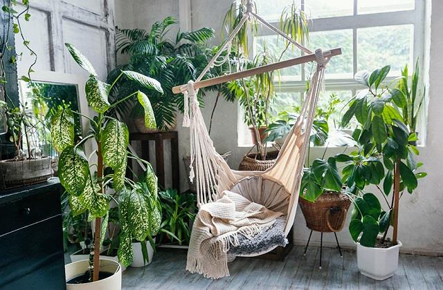 भीषण गर्मी में भी नहीं पड़ेगी AC और कूलर की जरूरत, बस घर में लगा लें ये Plants