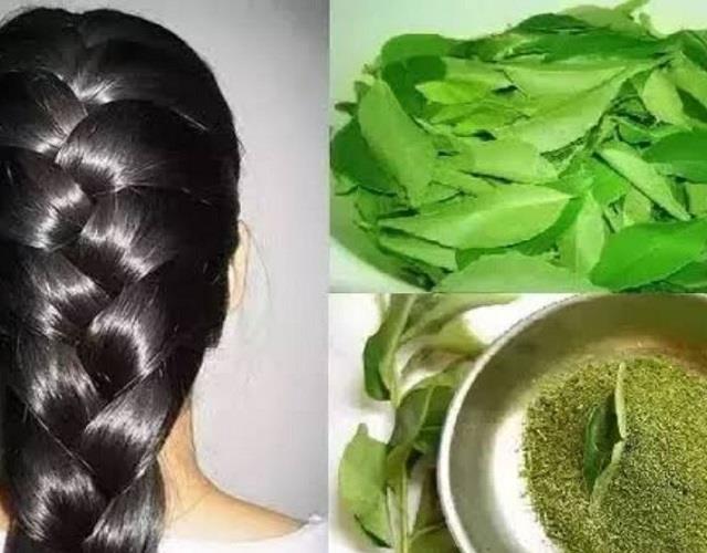 उमस भरे मौसम में छिन गई है बालों की रौनक, तो कढ़ी पत्ता करेगा हर समस्या दूर