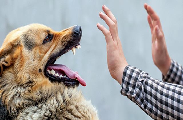 भारत में कुत्तों के काटने से हर साल 5700 मौतें, 90 लाख लोग हो रहे जानवरों का शिकार