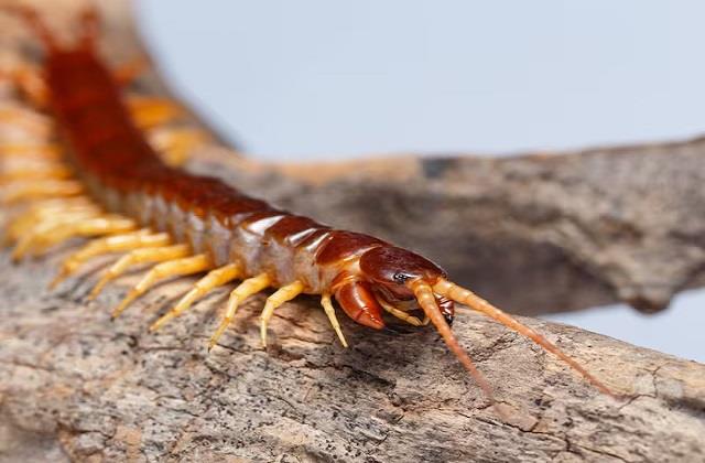 कनखजूरा डंक मार जाए तो तुरंत करें ये काम,  इन तरीकों से घर में इसकी  एंट्री करें बंद