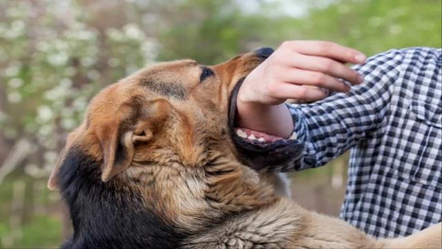 सिर्फ काटने से नहीं, पंजा मारने से भी हो सकता है रेबीज? तुरंत करें ये 5 काम