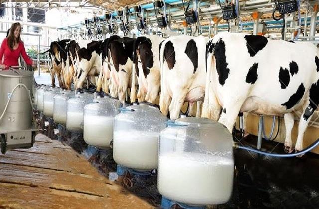 क्या आपने कभी सुना है नॉनवेज मिल्क के बारे में? इस दूध के कारण टेंशन में है अमेरिका और भारत