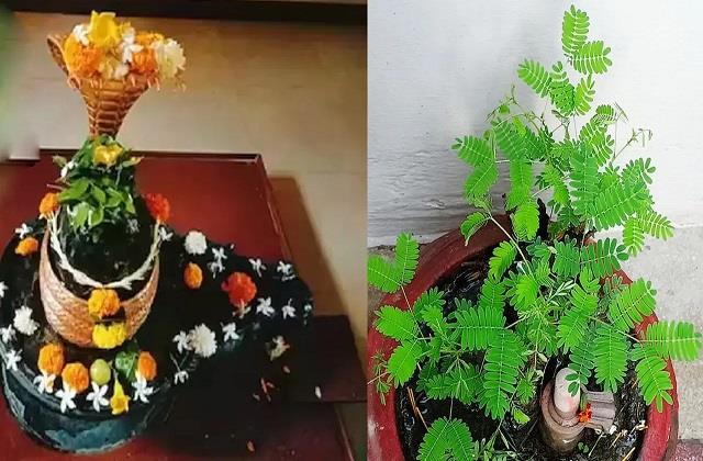 आपने भी घर के अंदर लगाया है ये पौधा? तो महादेव के नाराज होने से पहले सुधार लें अपनी गलती