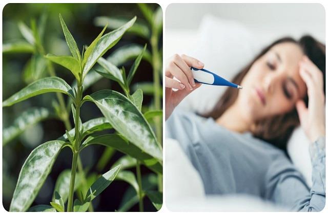Liver का रखवाला और Malaria का दुश्मन है ये कड़वा पत्ता, तेज से तेज बुखार भी कर देता है छूमंतर