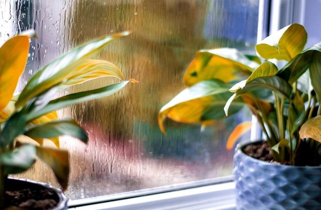 घर में लगे पौधों को भी केयर की जरूरत, मानसून में इस तरह रखें उनका ख्याल
