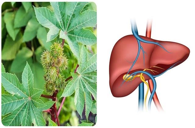100 साल तक भी मजबूत रहेगा आपका जिगर, बस कर लें इस पत्ते का ये छोटा सा उपाय