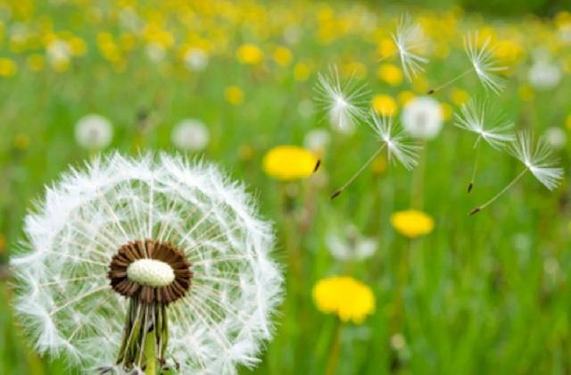 बड़े काम का है ये पीले फूल वाला पौधा, Fatty Liver के मरीज आज से पीना शुरू कर दें इसकी चाय