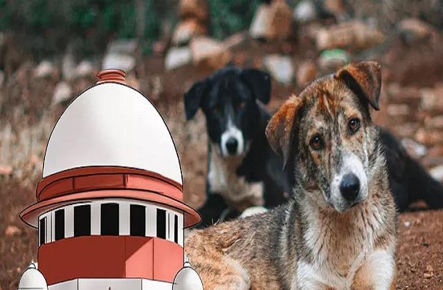 Dog Lovers की बड़ी जीत, आवारा कुत्तों को लेकर कोर्ट ने बदल दिया अपना ही फैसला