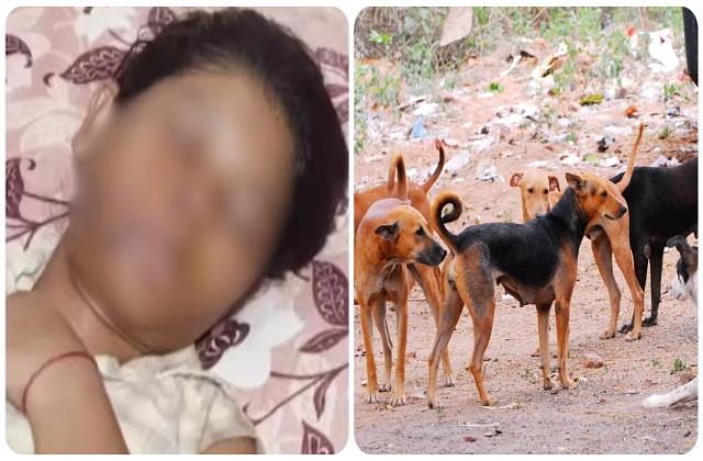 कुत्तों ने कॉलेज छात्रा को नोंचा ऐसा कि गाल के हो गए दो हिस्से, चेहरे पर लगे 17 टांके