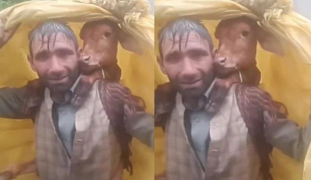 बाढ़ के बीच इंसानियत की मिसाल: शख्स ने पीठ पर लेकर बचाया गाय का बच्चा, वीडियो वायरल