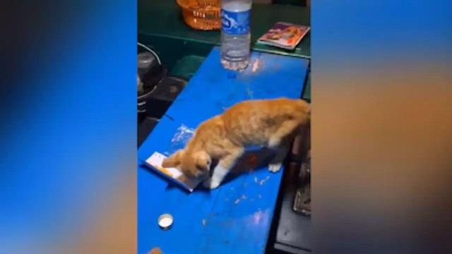 युवक की साइको इंस्टा स्टोरी ने उड़ाए होश, लाइक्स और व्यूज़ पाने के लिए कर दी बिल्ली की हत्या