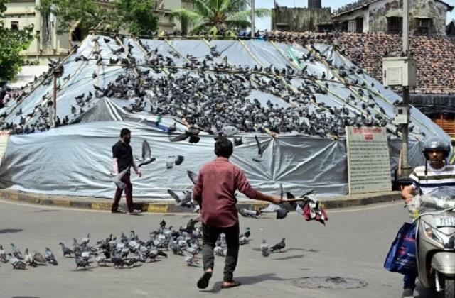 दाने- दाने को तरस रहे कबूतर, बेजुबानों के हक के लिए सड़कों पर उतरेंगे जैन मुनि