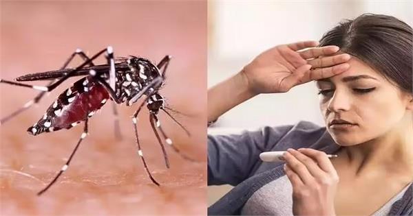 डेंगू-मलेरिया में अक्सर लोग करते हैं ये 5 बड़ी गलतियां और फिर सीधा अस्पताल! जानें एक्सपर्ट की राय
