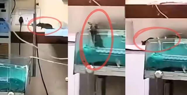 अस्पताल में बड़ी लापरवाही: दो नवजातों को चूहों ने कुतरा, स्टाफ पर सस्पेंशन की कार्रवाई