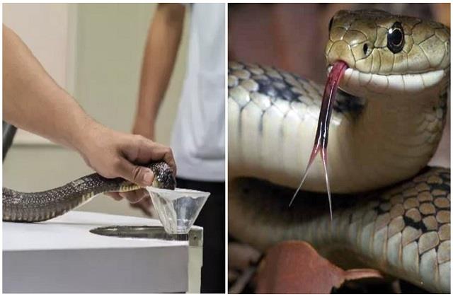 इन लोगों के लिए वरदान बन रहे सांप, दे रहे नई जिंदगी