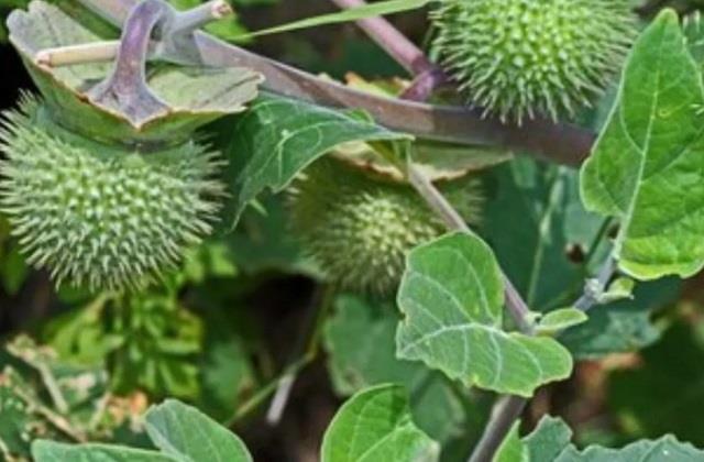 हार्ट से लेकर गठिया तक धतूरे के चौंकाने वाले फायदे और सावधानियां