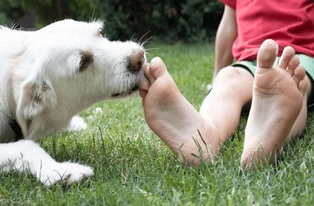 World Rabies Day 2025: वैक्सीन के बाद भी रहता है खतरा, घर में है पालतू कुत्ता तो जान ले ये जरूरी बातें