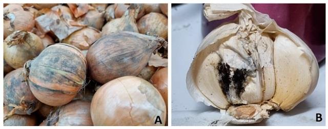 प्याज खाकर गंभीर बीमार हुई महिला, ना करें ये काला प्याज खाने की गलती