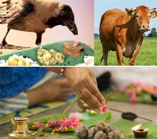 श्राद्ध के दौरान गाय, कौवा और कुत्ते क्यों होते हैं खास? जानें श्राद्ध से जुड़े कुछ अनजाने रहस्य