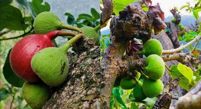 थोड़ा सा खा लीजिए ये फल, तुरंत मिलेगी एनर्जी और पेट रहेगा दुरुस्त – जानिए  इसके चमत्कारी फायदे