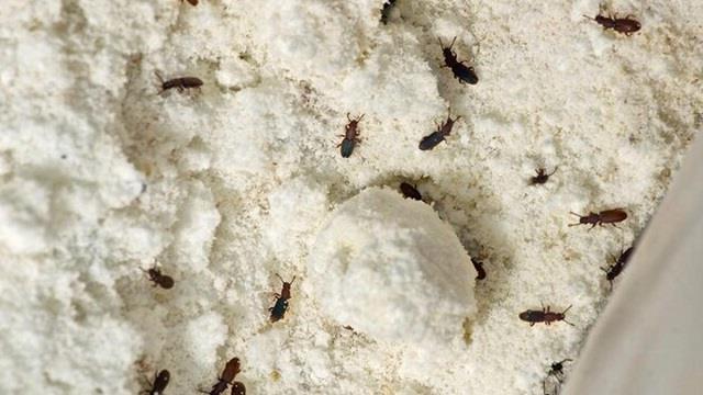 गेहूं के आटे में नहीं लगेगा घुन या कीड़ा! सिर्फ एक पत्ता रखेगा सालभर सुरक्षित